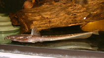 Image of Platystacus cotylephorus (Banded banjo)