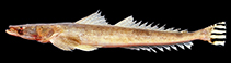 To FishBase images (<i>Platycephalus cultellatus</i>, Thailand, by Vidthayanon, C.)