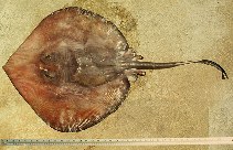 To FishBase images (<i>Plesiobatis daviesi</i>, North Marianas, by Myers, R.F.)
