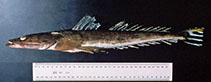 To FishBase images (<i>Platycephalus westraliae</i>, Australia, by CSIRO)