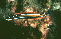 To FishBase images (<i>Plagiotremus ewaensis</i>, Hawaii, by Randall, J.E.)