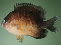 To FishBase images (<i>Plectroglyphidodon flaviventris</i>, French Polynesia, by Randall, J.E.)