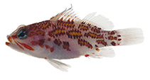 To FishBase images (<i>Plectranthias flammeus</i>, French Polynesia, by Williams, J.T.)