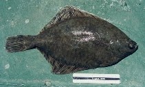 Image of Platichthys flesus (European flounder)
