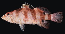 To FishBase images (<i>Plectranthias fourmanoiri</i>, Pitcairn, by Randall, J.E.)