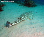 To FishBase images (<i>Platycephalus fuscus</i>, Australia, by Banks, I.)