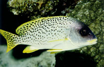 To FishBase images (<i>Plectorhinchus gaterinus</i>, Oman, by Hermosa, Jr., G.V.)