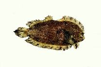 Image of Plagiopsetta glossa (Tongue flatfish)