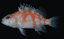 To FishBase images (<i>Plectranthias helenae</i>, Hawaii, by Randall, J.E.)