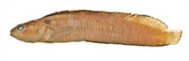 Image of Plagiogrammus hopkinsii (Crisscross prickleback)