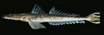 To FishBase images (<i>Platycephalus insidiator</i>, India, by Randall, J.E.)