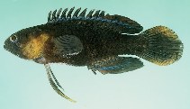 To FishBase images (<i>Plesiops insularis</i>, Norfolk I., by Randall, J.E.)