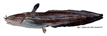 To FishBase images (<i>Plotosus japonicus</i>, Japan, by Shiina, M.)