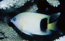 To FishBase images (<i>Plectroglyphidodon johnstonianus</i>, Fiji, by Adams, M.J.)