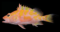 To FishBase images (<i>Plectranthias kamii</i>, Chinese Taipei, by Tang et al.)