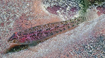 To FishBase images (<i>Pleurosicya labiata</i>, Philippines, by Allen, G.R.)