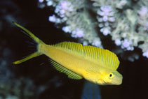 To FishBase images (<i>Plagiotremus laudandus</i>, Fiji, by Adams, M.J.)