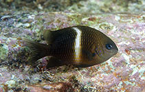 To FishBase images (<i>Plectroglyphidodon leucozonus</i>, Hong Kong, by Andy Cornish@114°E Hong Kong Reef Fish Survey)