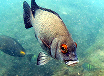 To FishBase images (<i>Plectorhinchus macrolepis</i>, Sierra Leone, by Wirtz, P.)