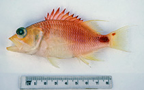 To FishBase images (<i>Plectranthias maculicauda</i>, Australia, by Graham, K.)