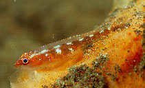 Image of Pleurosicya mossambica (Toothy goby)