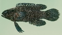 To FishBase images (<i>Plesiops multisquamatus</i>, South Africa, by Randall, J.E.)