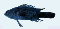 To FishBase images (<i>Plesiops nakaharai</i>, Chinese Taipei, by The Fish Database of Taiwan)