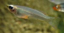 Image of Plataplochilus ngaensis (Nga lampeye)