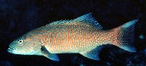 To FishBase images (<i>Plectropomus oligacanthus</i>, Philippines, by Randall, J.E.)