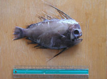 To FishBase images (<i>Platyberyx mauli</i>, Faeroe Is., by Mouritsen, R.)
