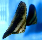 Image of Platax orbicularis (Orbicular batfish)