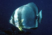 To FishBase images (<i>Platax orbicularis</i>, Seychelles, by Randall, J.E.)