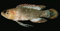 To FishBase images (<i>Plesiops oxycephalus</i>, Ryukyu Is., by Randall, J.E.)