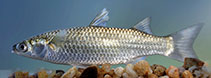 To FishBase images (<i>Chelon parsia</i>, Sri Lanka, by Ramani Shirantha)
