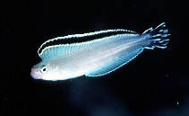 To FishBase images (<i>Plagiotremus phenax</i>, Maldives, by Randall, J.E.)