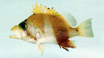 To FishBase images (<i>Plectranthias randalli</i>, Chinese Taipei, by The Fish Database of Taiwan)