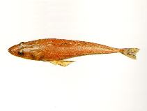 To FishBase images (<i>Platycephalus richardsoni</i>, Australia, by CSIRO)