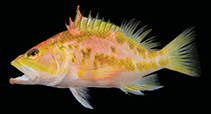 To FishBase images (<i>Plectranthias sheni</i>, Chinese Taipei, by Tang et al.)