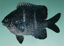 To FishBase images (<i>Plectroglyphidodon sindonis</i>, Hawaii, by Randall, J.E.)