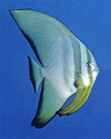 Image of Platax teira (Longfin batfish)