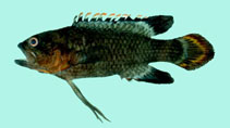To FishBase images (<i>Plesiops verecundus</i>, Fiji, by Winterbottom, R.)