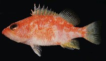 To FishBase images (<i>Plectranthias wheeleri</i>, Indonesia, by Randall, J.E.)