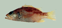 To FishBase images (<i>Plectranthias whiteheadi</i>, Chinese Taipei, by The Fish Database of Taiwan)