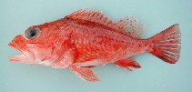 To FishBase images (<i>Pontinus accraensis</i>, Cape Verde, by Cambraia Duarte, P.M.N. (c)ImagDOP)