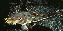 To FishBase images (<i>Agonus acipenserinus</i>, by Gotshall, D.W.)