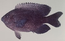 To FishBase images (<i>Pomacentrus agassizi</i>, Mauritius, by Randall, J.E.)