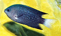 To FishBase images (<i>Pomacentrus albiaxillaris</i>, Palau, by Allen, G.R.)