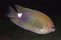 To FishBase images (<i>Pomacentrus albimaculus</i>, Solomon Is., by Allen, G.R.)
