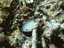 To FishBase images (<i>Pomacentrus alexanderae</i>, Philippines, by Cook, D.C.)