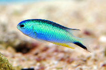 To FishBase images (<i>Pomacentrus alleni</i>, by JJPhoto)